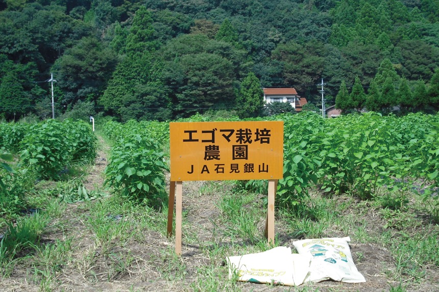 大田市にあるえごま栽培農園